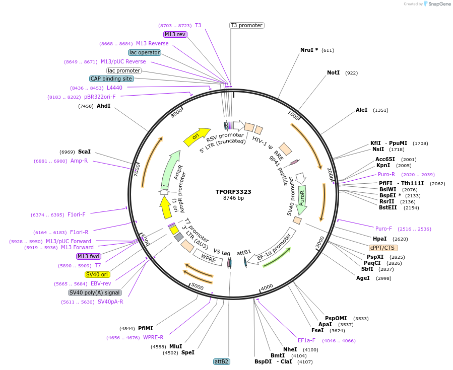 144799-plasmid-map-sequence-id-404403