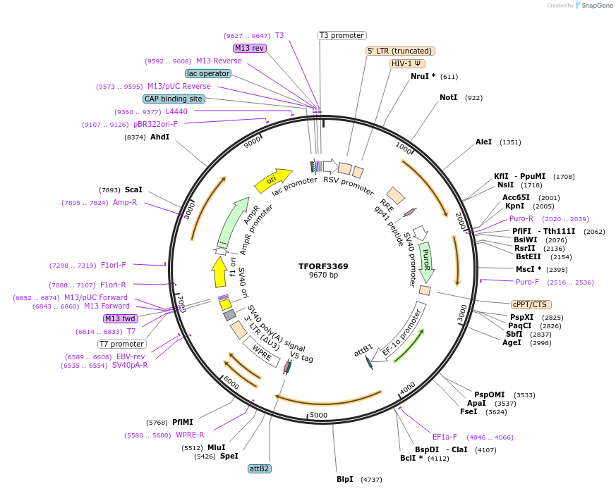 144845-plasmid-map-sequence-id-404408