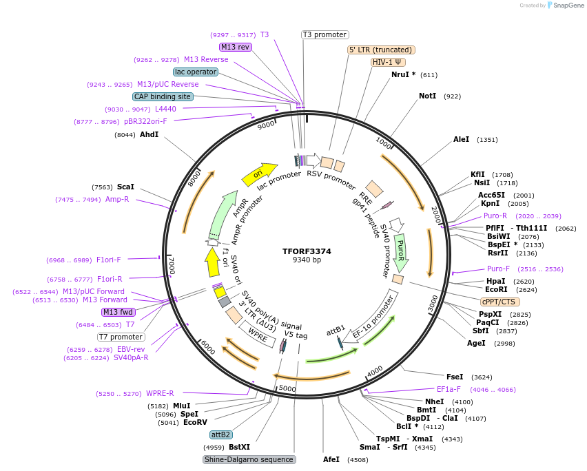 144850-plasmid-map-sequence-id-404414