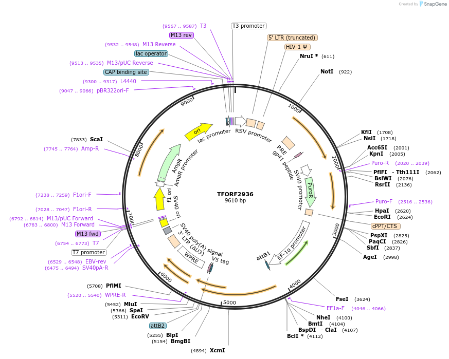 144412-plasmid-map-sequence-id-404419