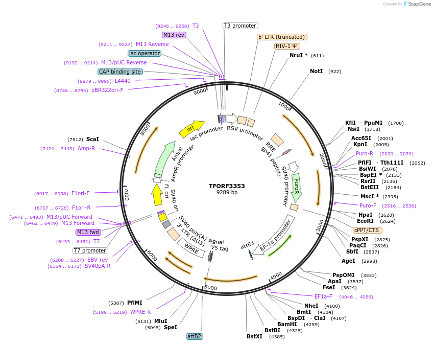 144829-plasmid-map-sequence-id-404420