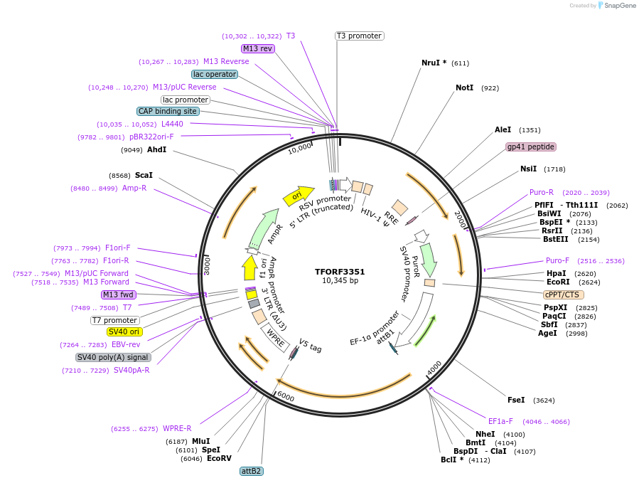 144827-plasmid-map-sequence-id-404421