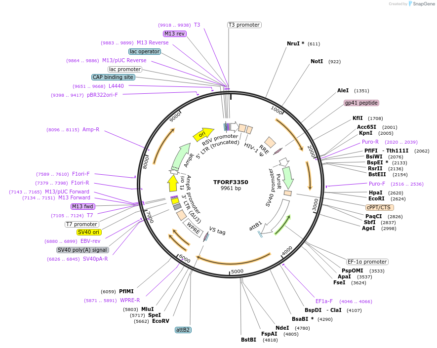 144826-plasmid-map-sequence-id-404424