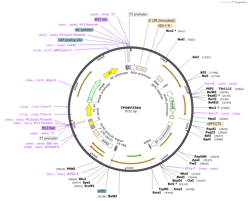 144840-plasmid-map-sequence-id-404425