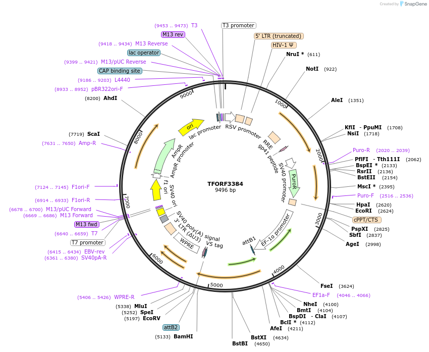144860-plasmid-map-sequence-id-404430