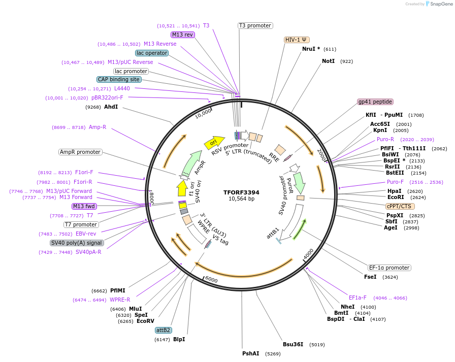 144870-plasmid-map-sequence-id-404431