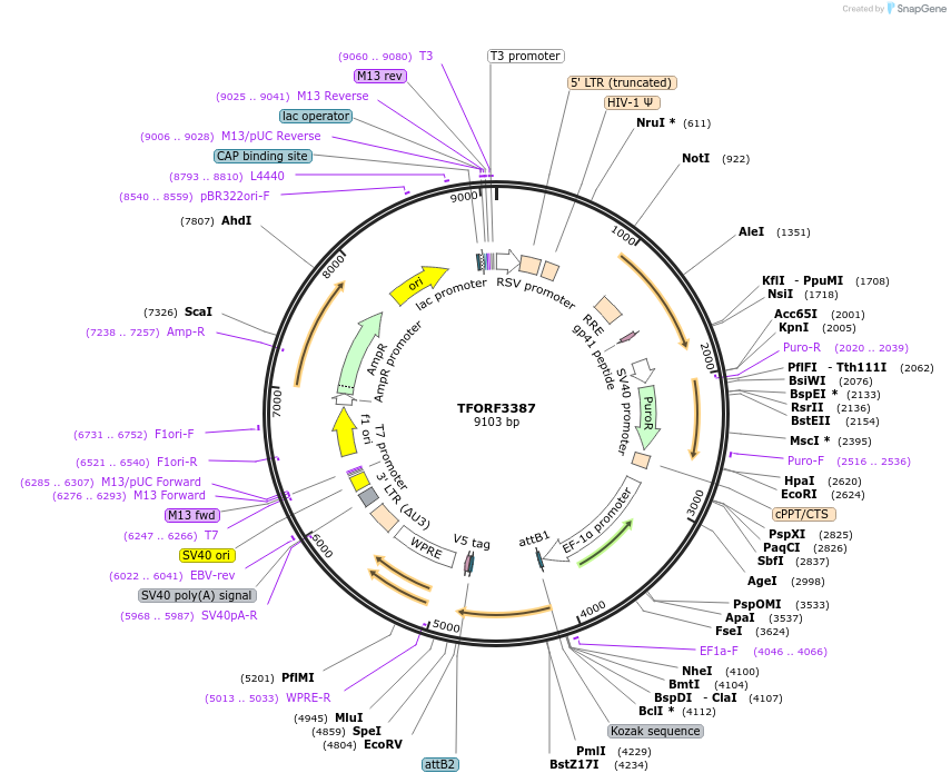 144863-plasmid-map-sequence-id-404437