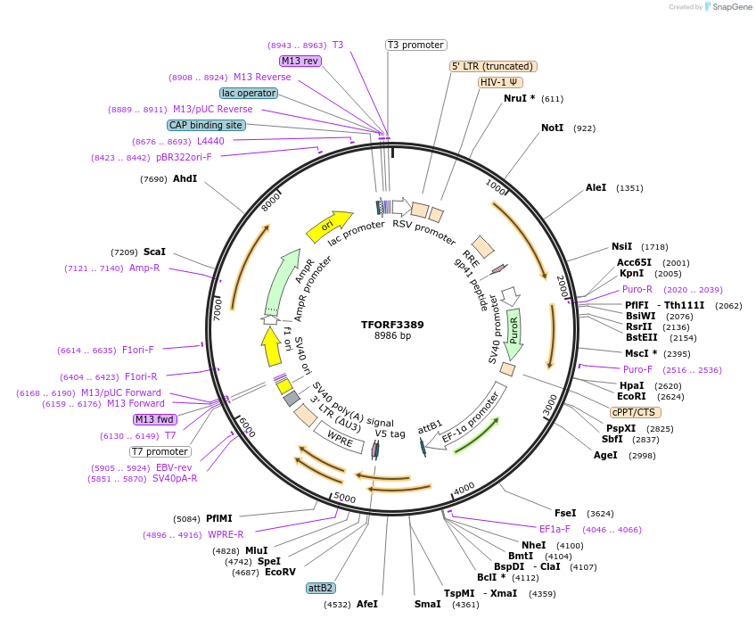 144865-plasmid-map-sequence-id-404440