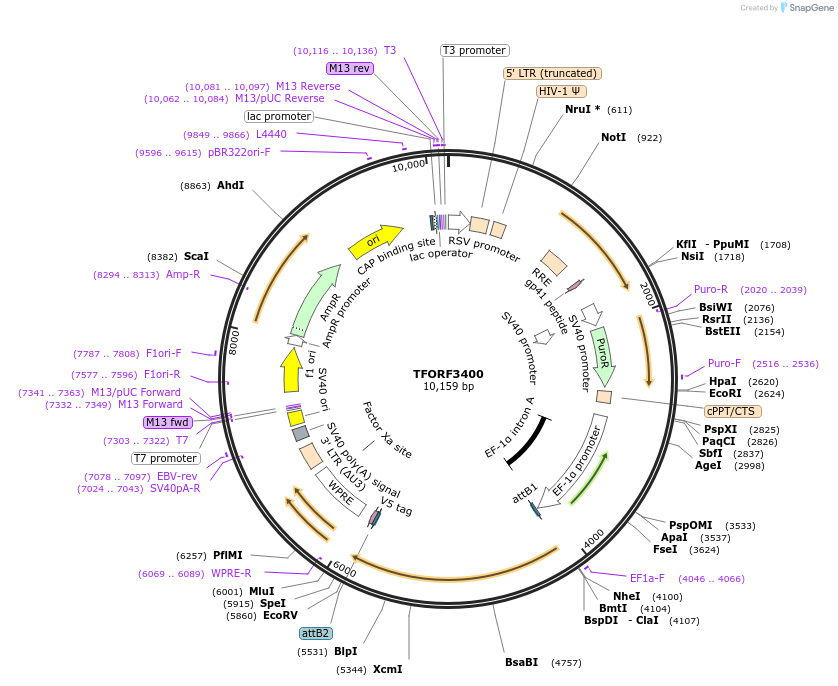 144876-plasmid-map-sequence-id-404442
