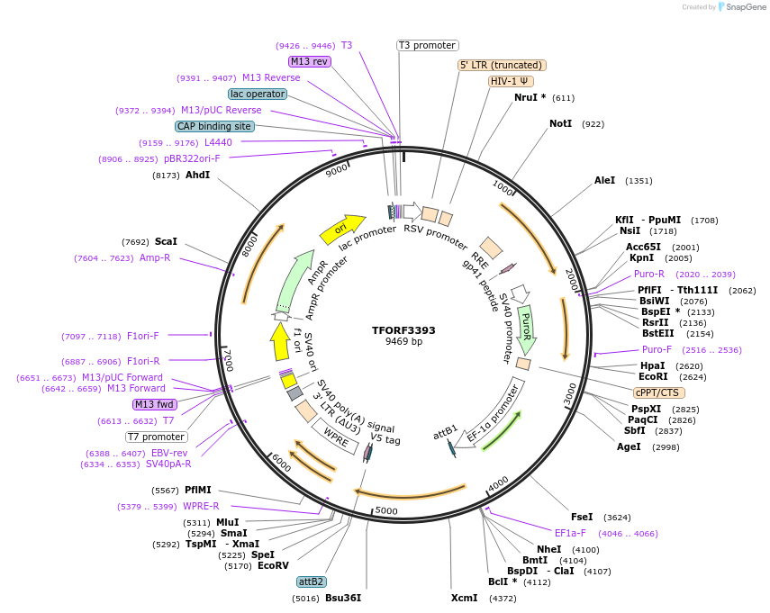 144869-plasmid-map-sequence-id-404443