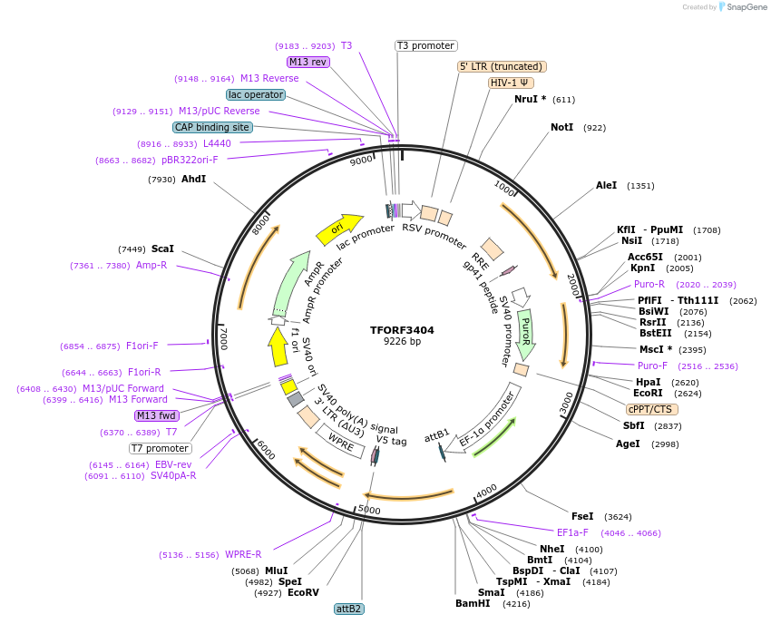 144880-plasmid-map-sequence-id-404448