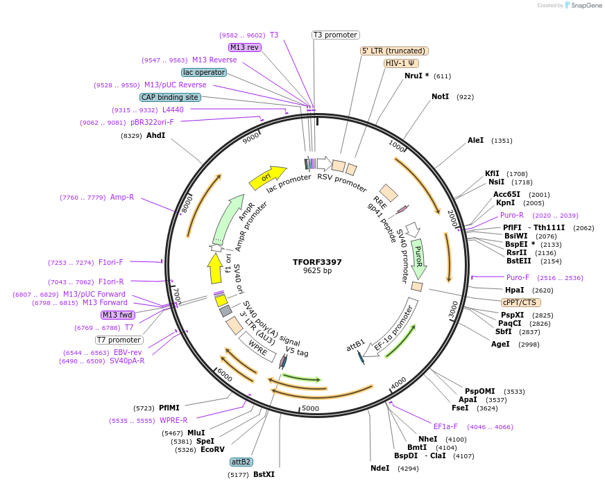 144873-plasmid-map-sequence-id-404450