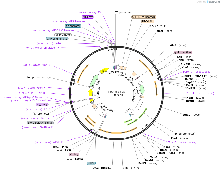 144904-plasmid-map-sequence-id-404457