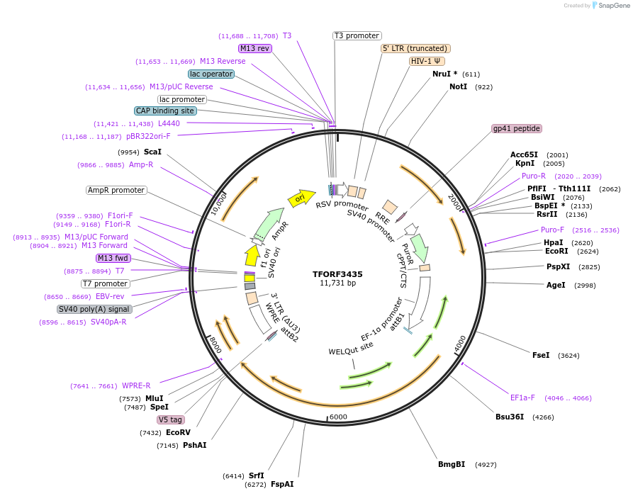 144911-plasmid-map-sequence-id-404460