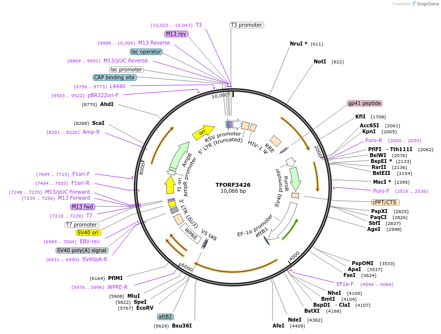 144902-plasmid-map-sequence-id-404462