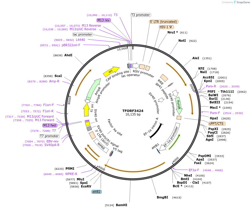 144900-plasmid-map-sequence-id-404464