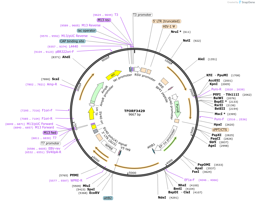 144905-plasmid-map-sequence-id-404465