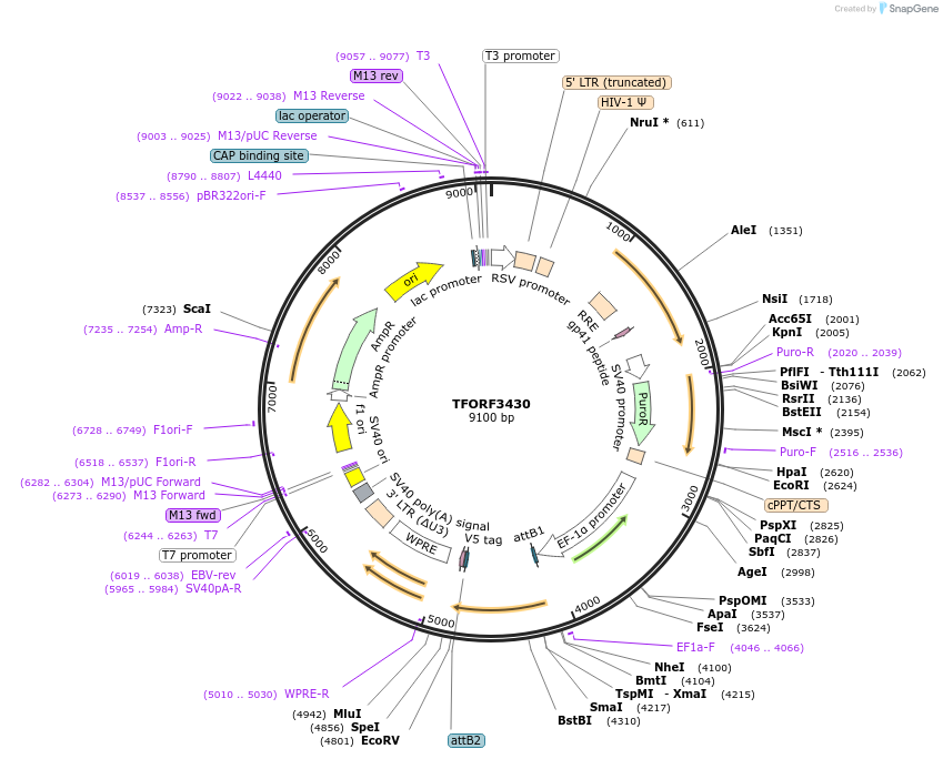 144906-plasmid-map-sequence-id-404468
