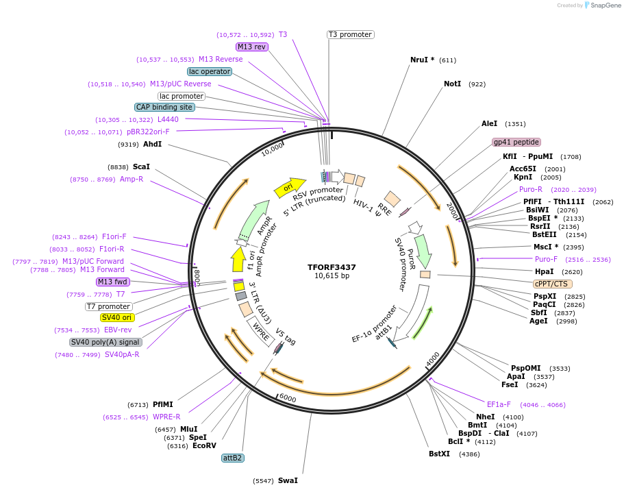 144913-plasmid-map-sequence-id-404469