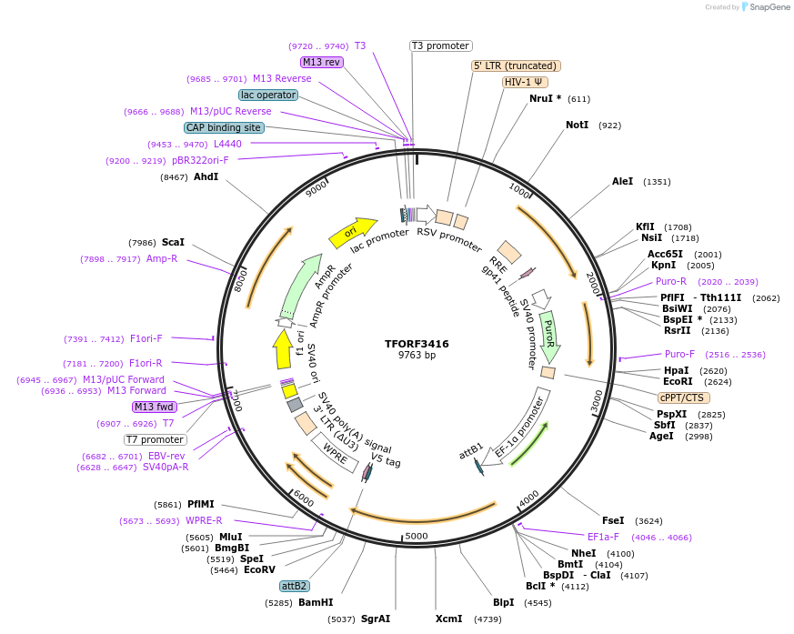 144892-plasmid-map-sequence-id-404470