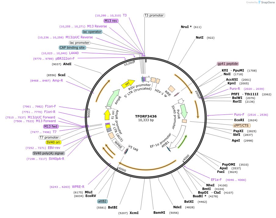 144912-plasmid-map-sequence-id-404471
