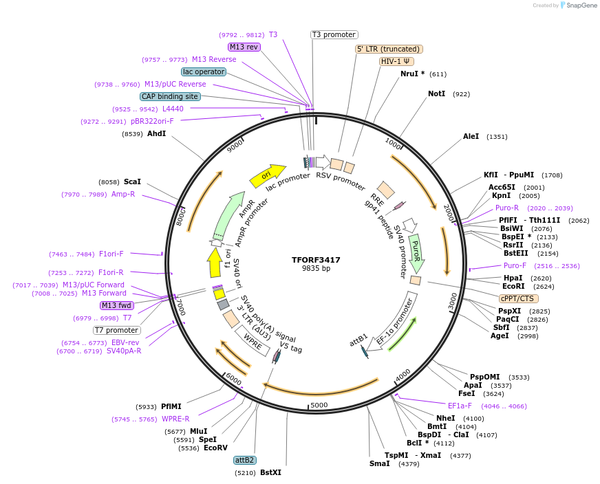 144893-plasmid-map-sequence-id-404472
