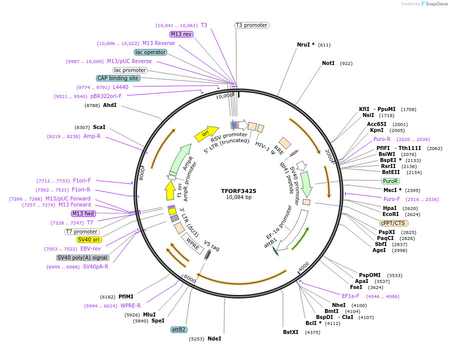 144901-plasmid-map-sequence-id-404474