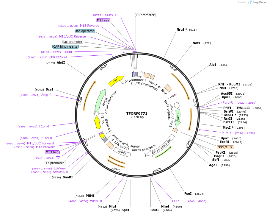 141694-plasmid-map-sequence-id-404475