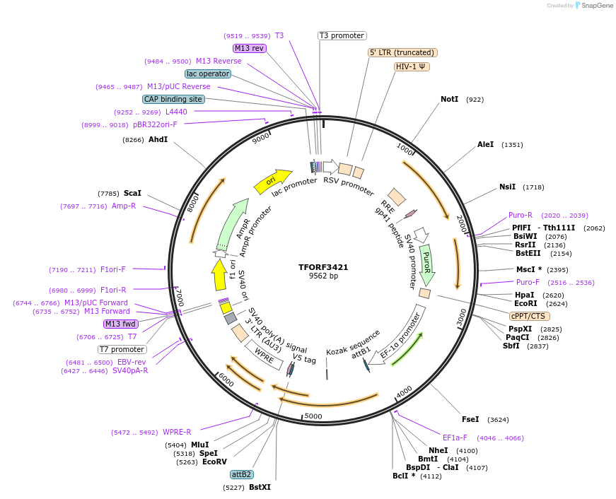 144897-plasmid-map-sequence-id-404476