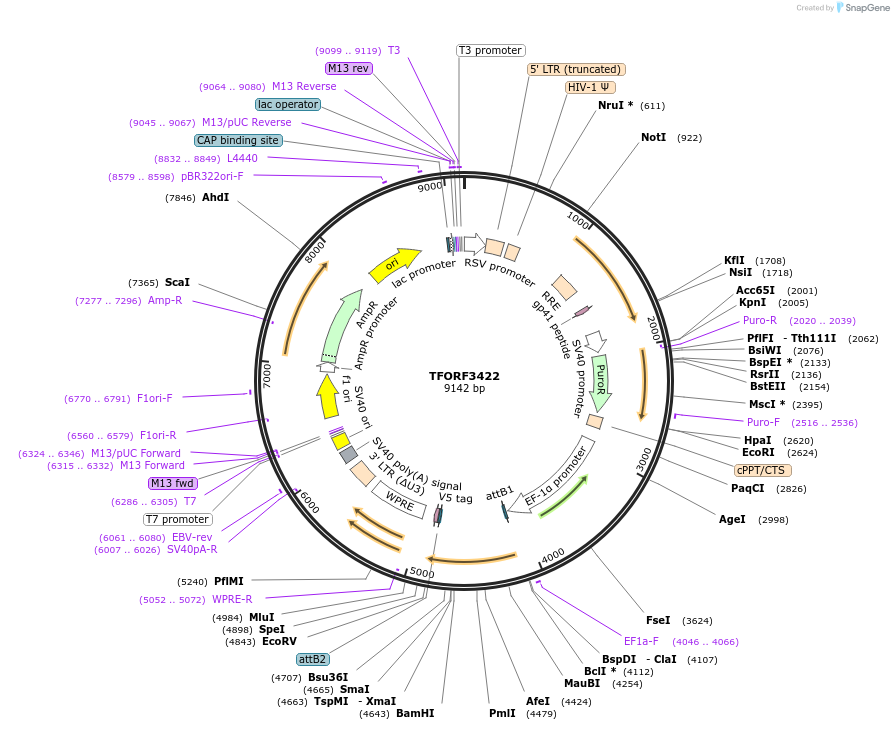 144898-plasmid-map-sequence-id-404477