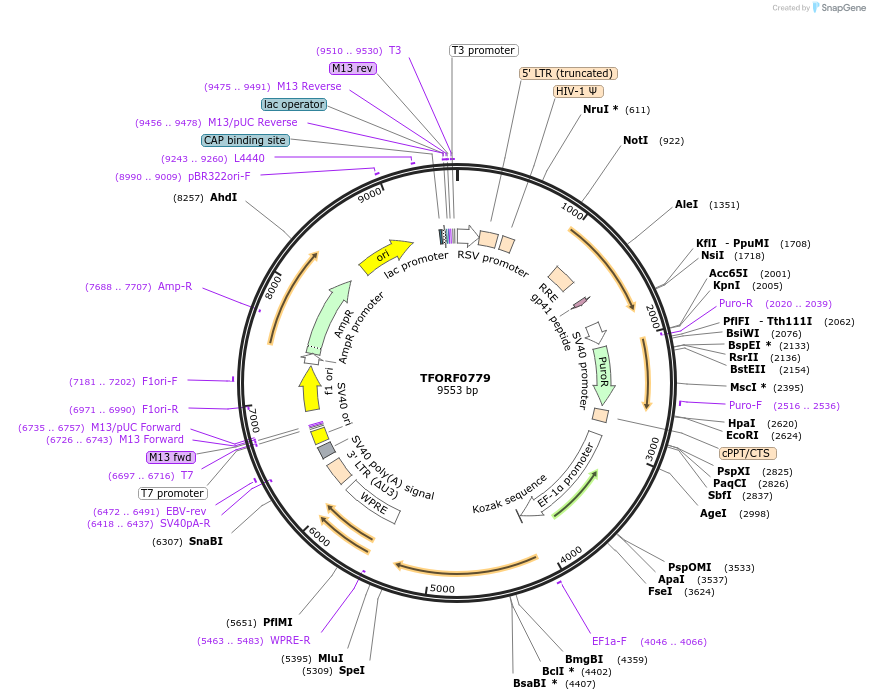 141696-plasmid-map-sequence-id-404479