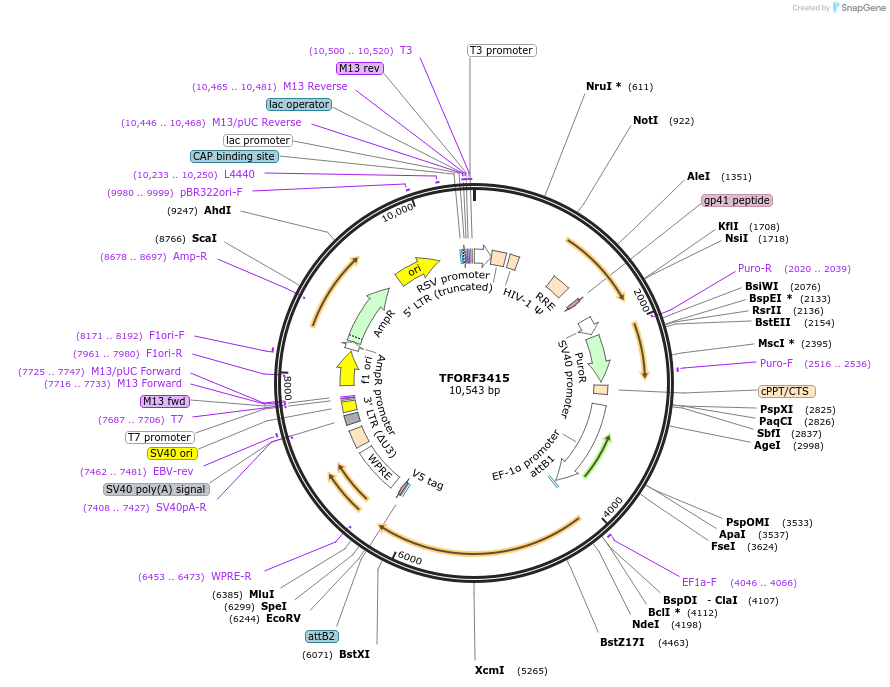 144891-plasmid-map-sequence-id-404481