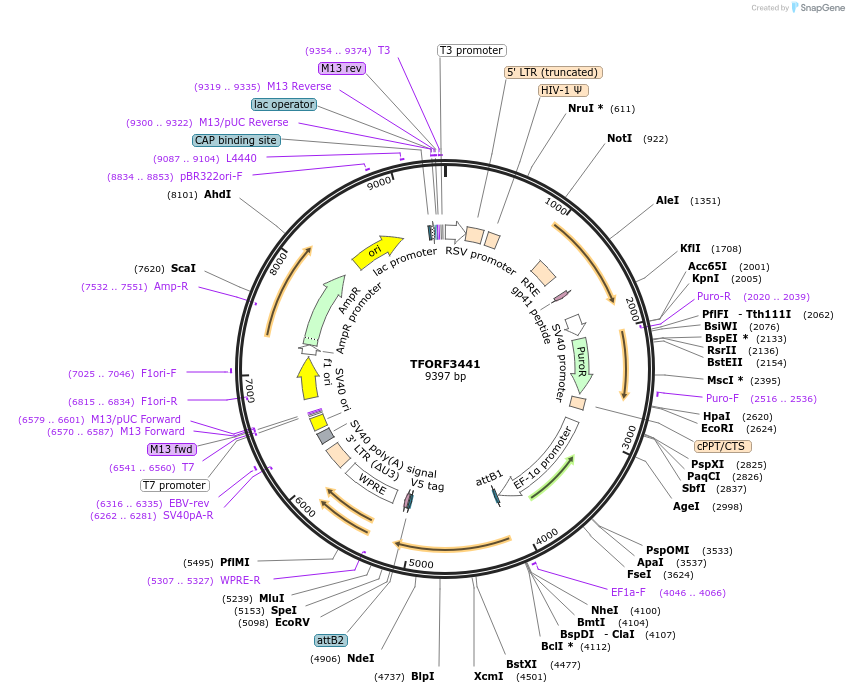 144917-plasmid-map-sequence-id-404485