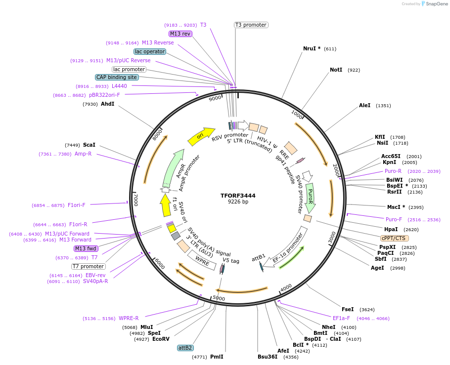 144920-plasmid-map-sequence-id-404486