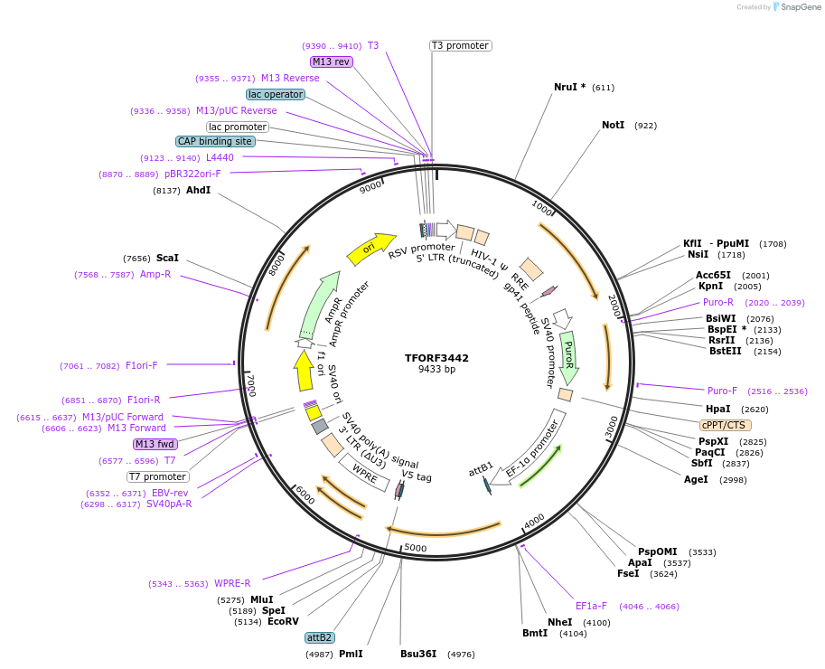 144918-plasmid-map-sequence-id-404490