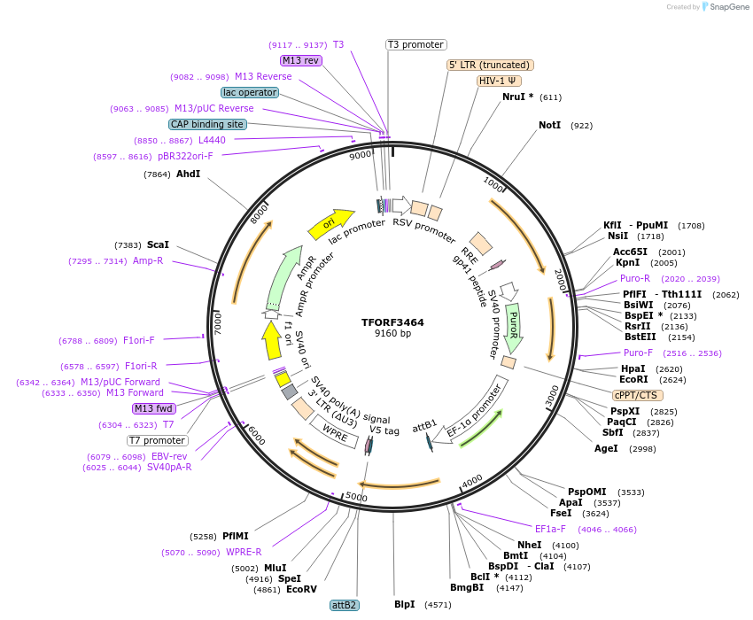 144940-plasmid-map-sequence-id-404499