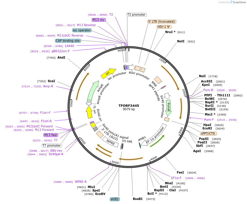 144921-plasmid-map-sequence-id-404503