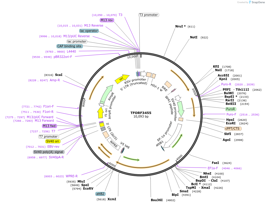 144931-plasmid-map-sequence-id-404505