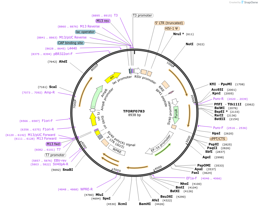 141699-plasmid-map-sequence-id-404508
