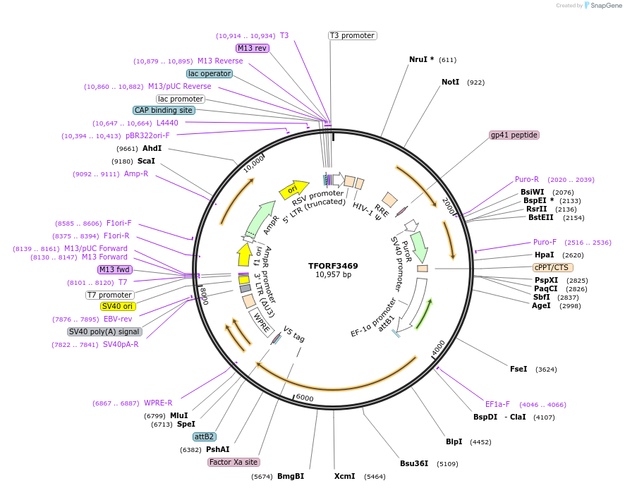 144945-plasmid-map-sequence-id-404513