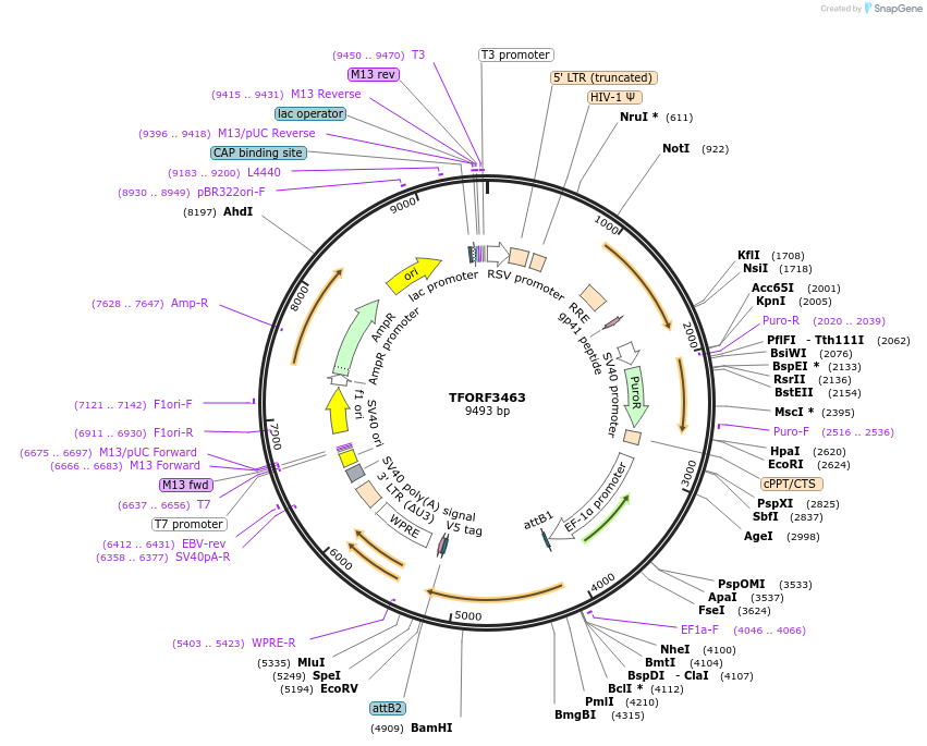 144939-plasmid-map-sequence-id-404515