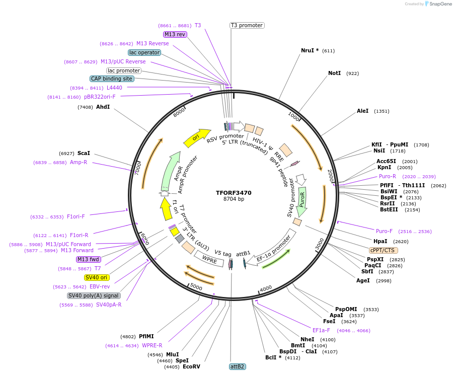 144946-plasmid-map-sequence-id-404518
