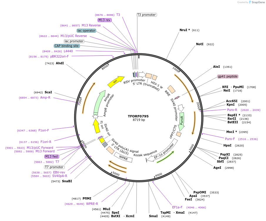 141703-plasmid-map-sequence-id-404524