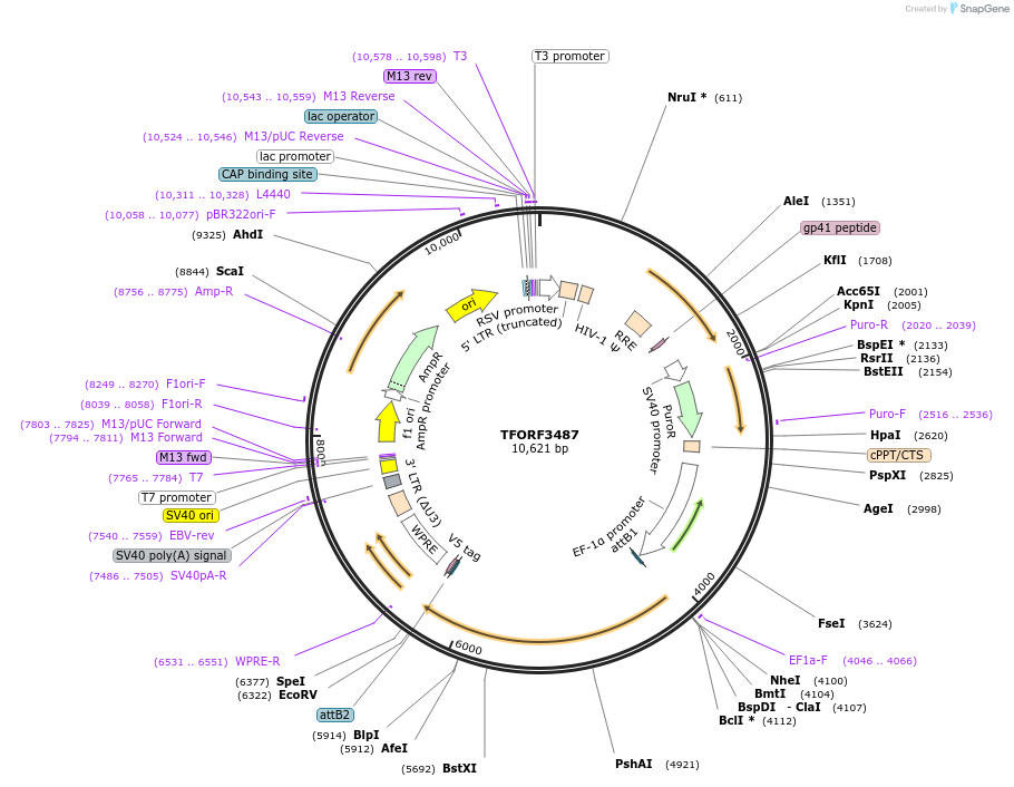 144963-plasmid-map-sequence-id-404525
