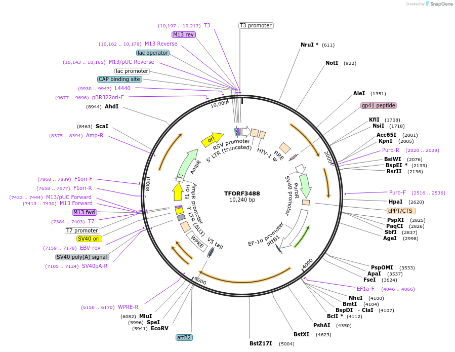144964-plasmid-map-sequence-id-404532