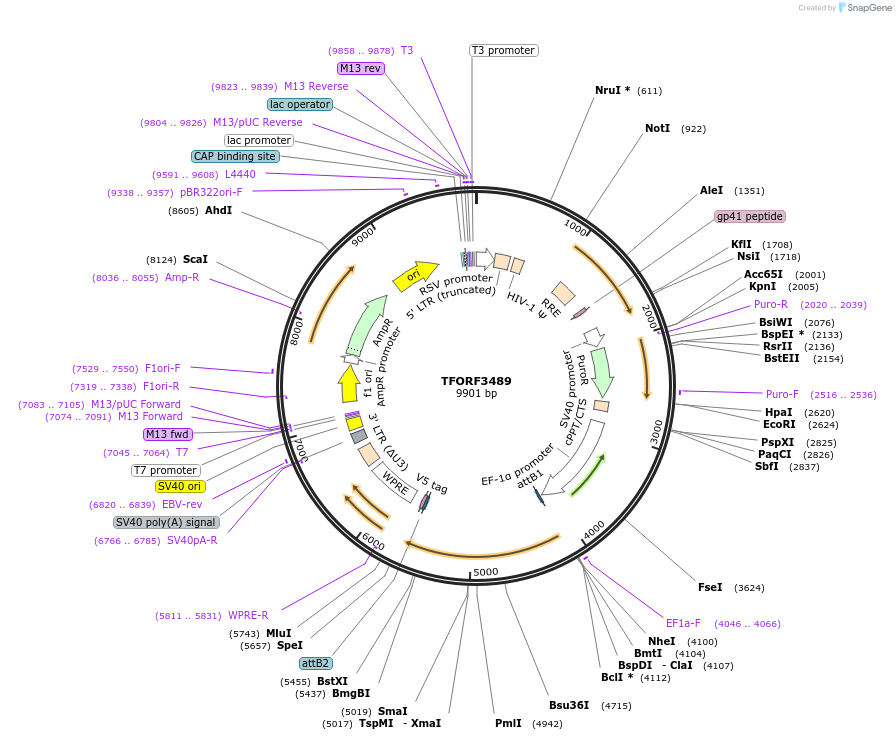 144965-plasmid-map-sequence-id-404533