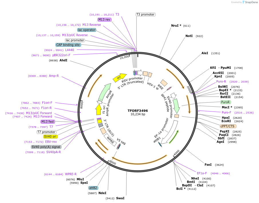 144972-plasmid-map-sequence-id-404535