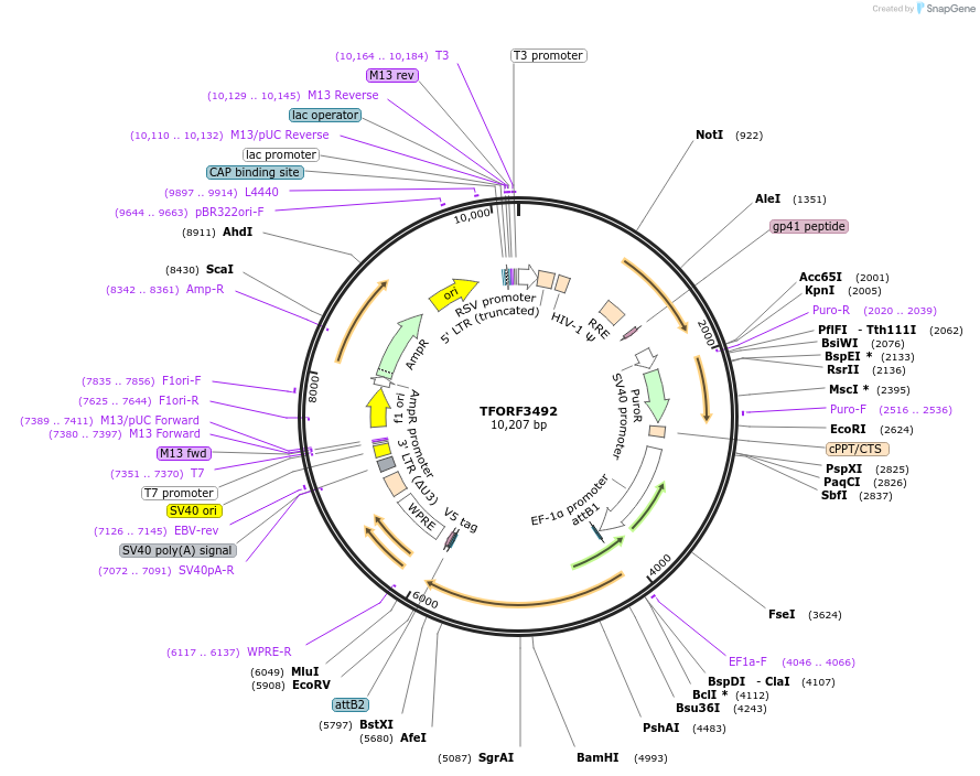 144968-plasmid-map-sequence-id-404543