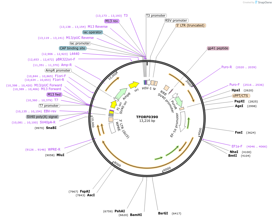 143875-plasmid-map-sequence-id-404553