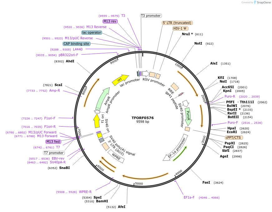 143886-plasmid-map-sequence-id-404558